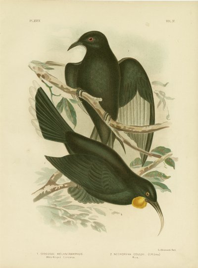Corcorax الأبيض المجنح ، 1891 بواسطة جراسيوس بروينوفسكي